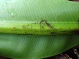 Image of Asplenium musifolium Mett.