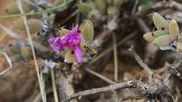 Imagem de Trichodiadema rogersiae L. Bol.