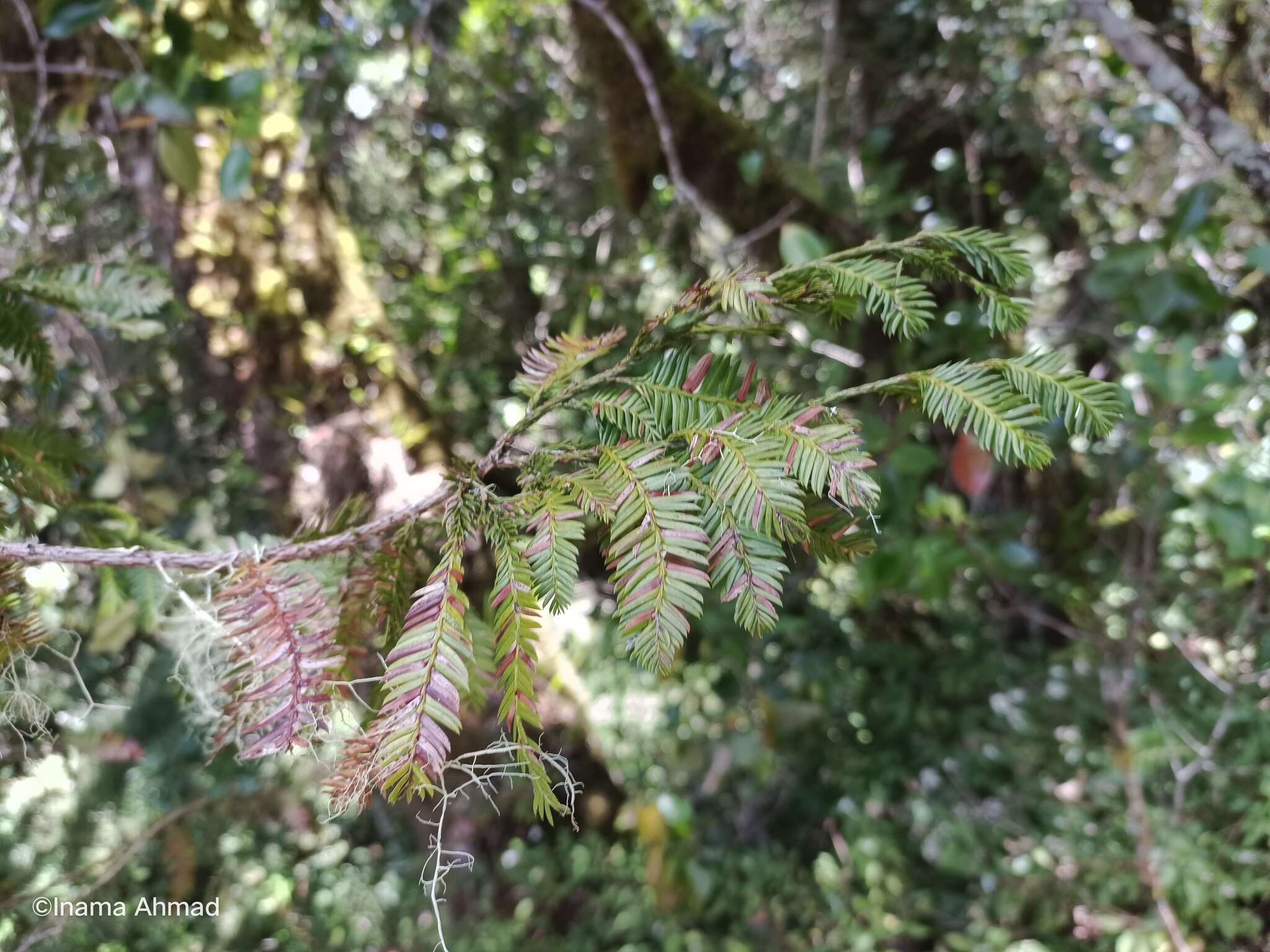 Sivun Dacrycarpus imbricatus (Blume) de Laub. kuva