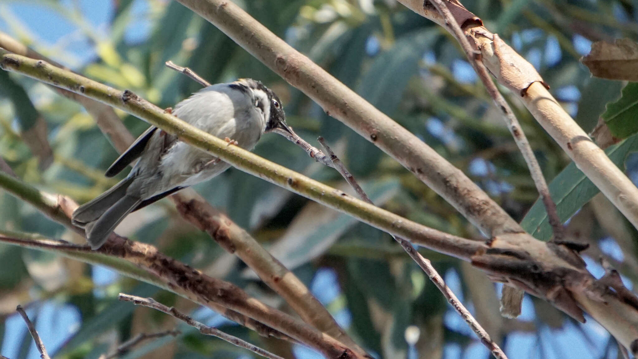 Image of Black-headed Honeyeater