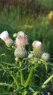 Cirsium nuttalii DC. resmi