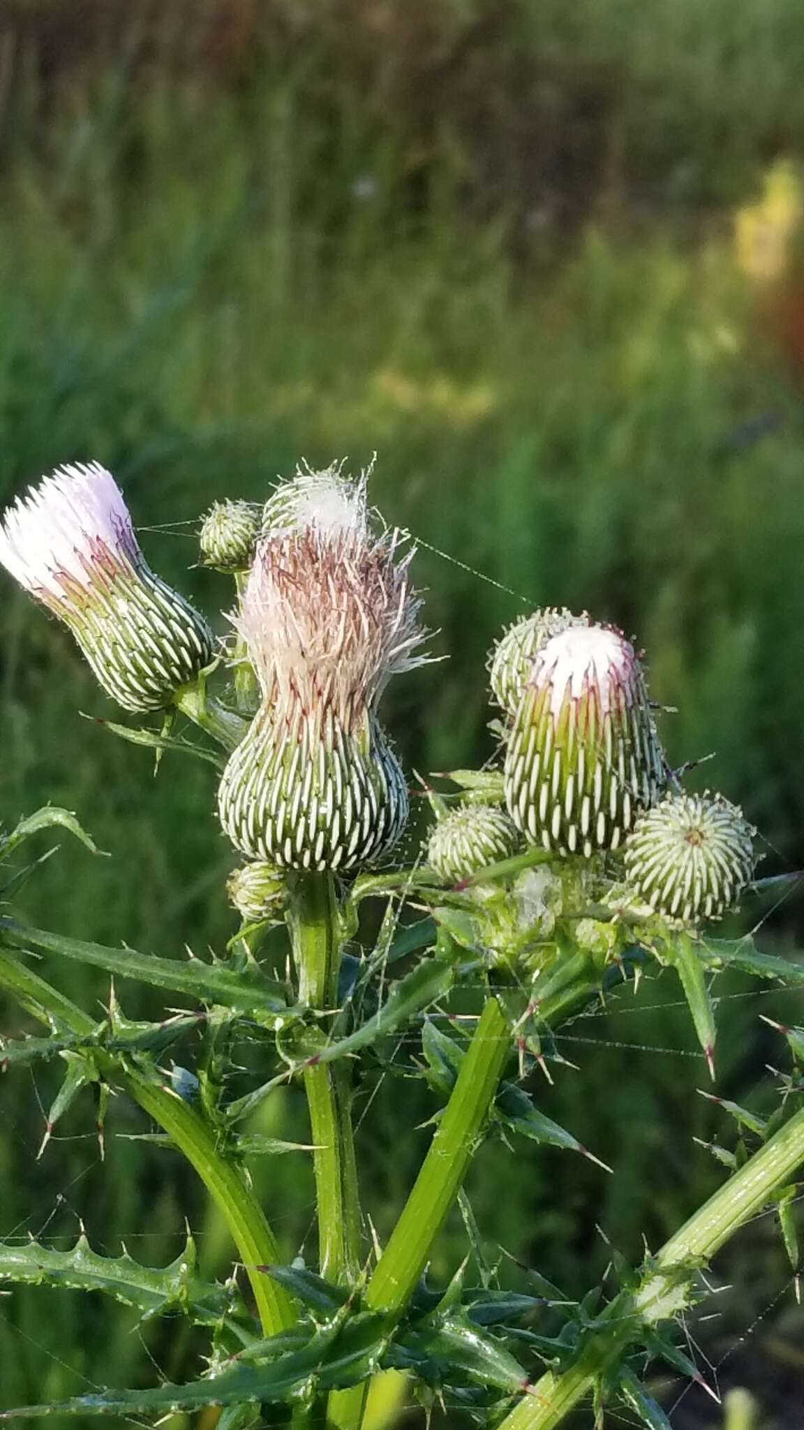 Plancia ëd Cirsium nuttalii DC.