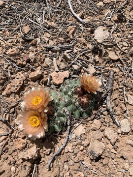 Image of Despain's Pincushion Cactus