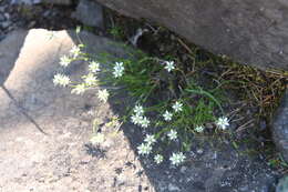 Imagem de Sabulina verna (L.) Rchb.