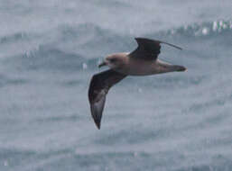 Image of Murphy's Petrel