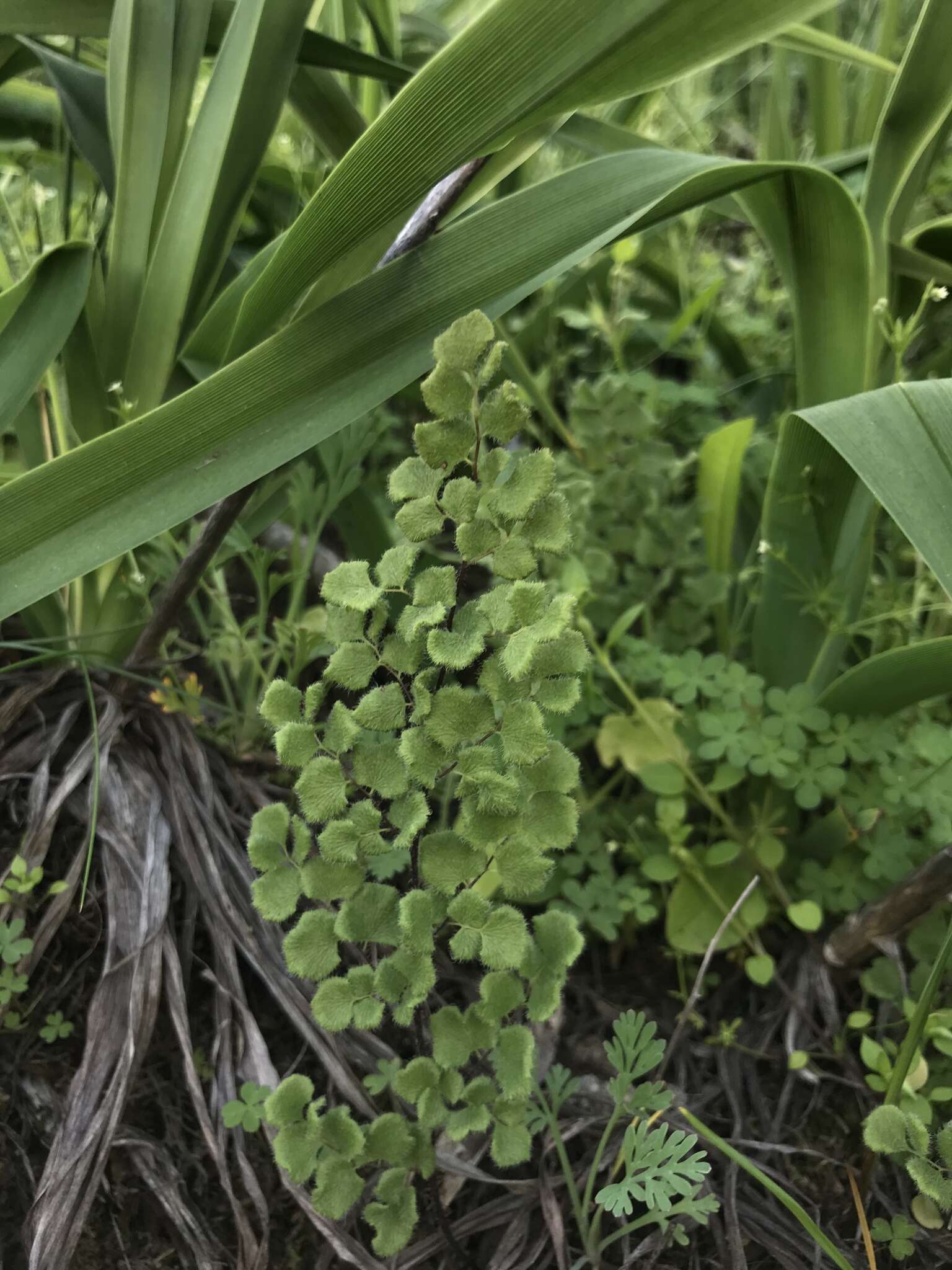 Sivun Adiantum thalictroides var. hirsutum (Hook. & Grev.) Sota kuva