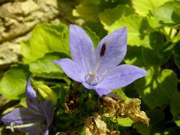 Image of Campanula isophylla Moretti