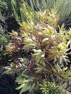 Image de Leucadendron laureolum (Lam.) Fourc.