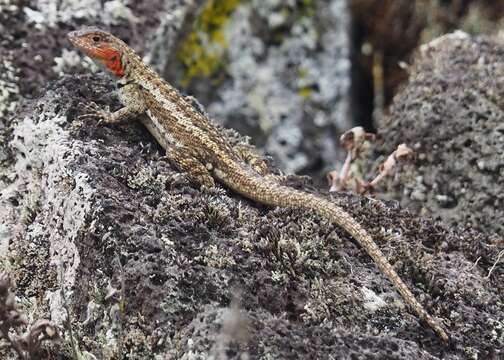 Plancia ëd Microlophus grayii (Bell 1843)