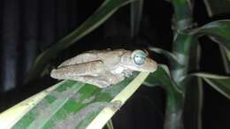 Image of Chirique-Flusse Treefrog