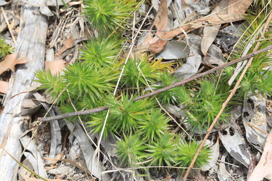 Image of Melichrus procumbens (Cav.) Druce