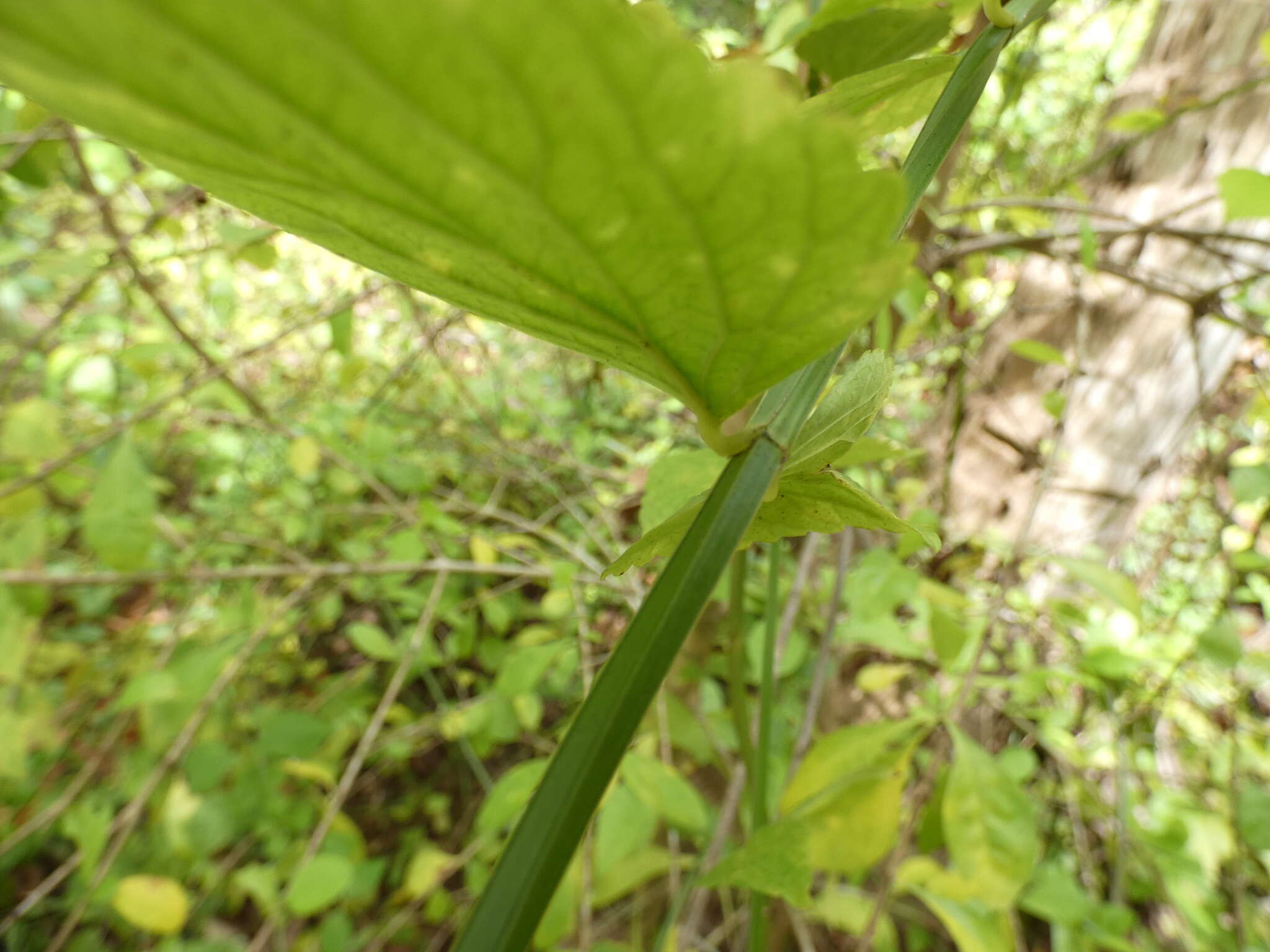 Image of Russelia sarmentosa Jacq.