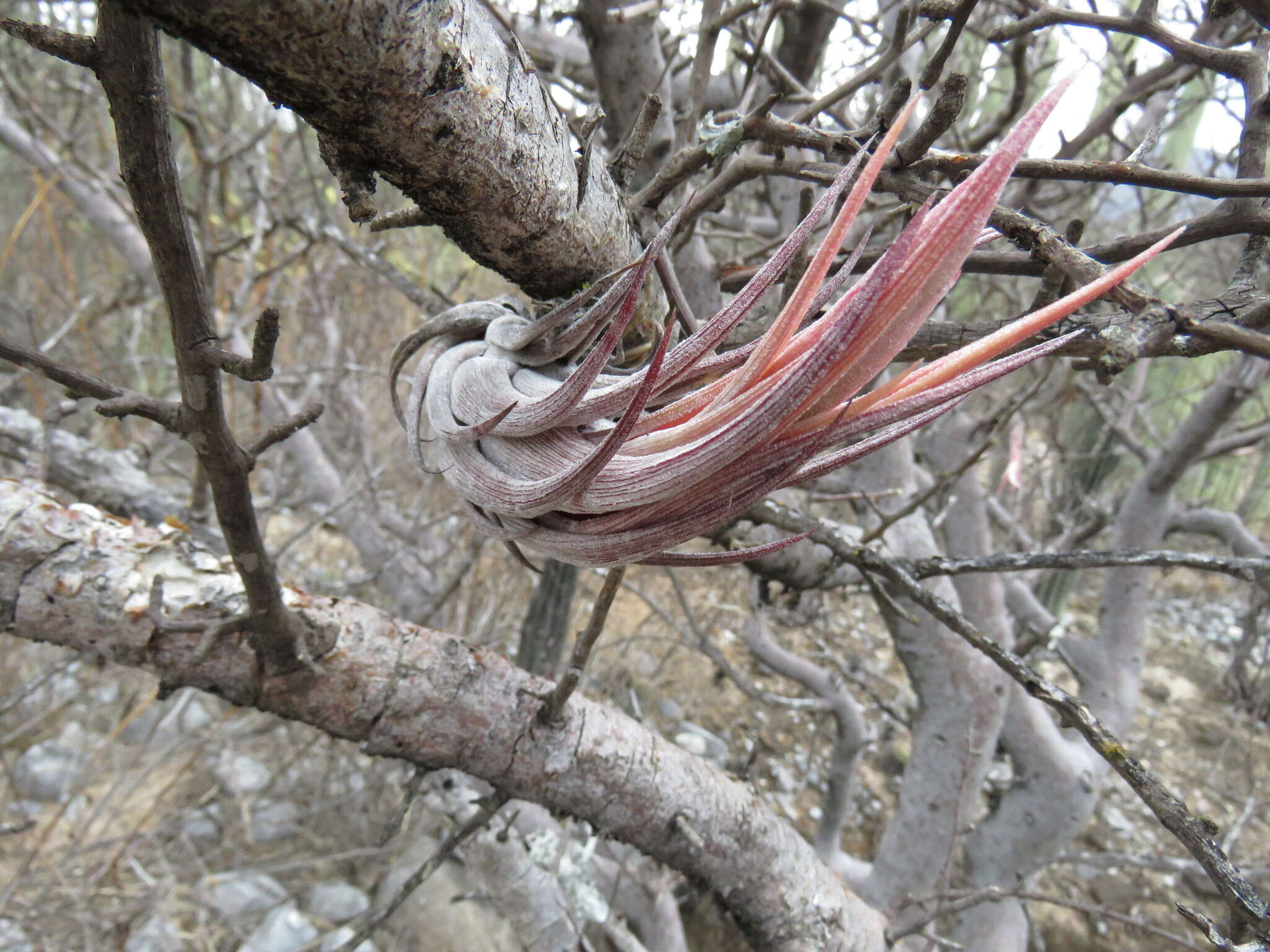 Tillandsia circinnatioides Matuda resmi