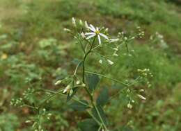 Image of Edible aster