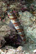 Image of Broad-banded shrimpgoby