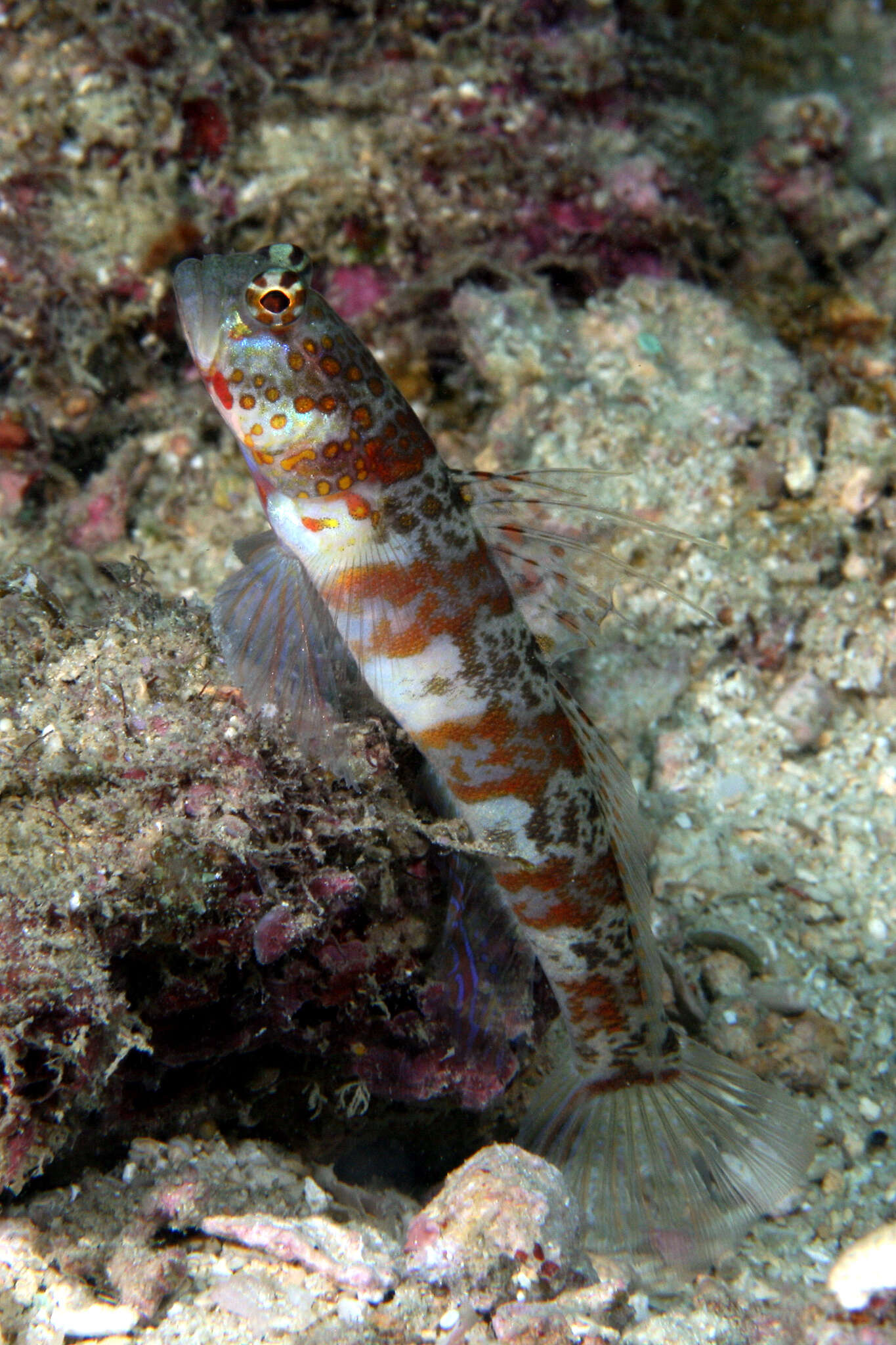 Image of Broad-banded shrimpgoby