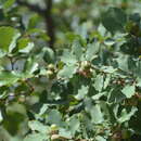 Image of Davis Mountain oak