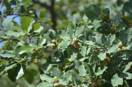 Image of Davis Mountain oak