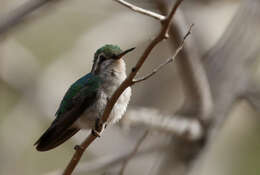 Image of Red-billed Emerald