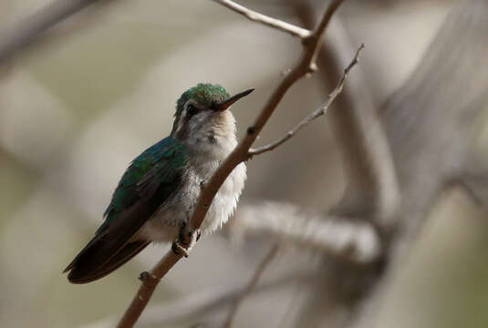 Chlorostilbon gibsoni (Fraser 1840) resmi