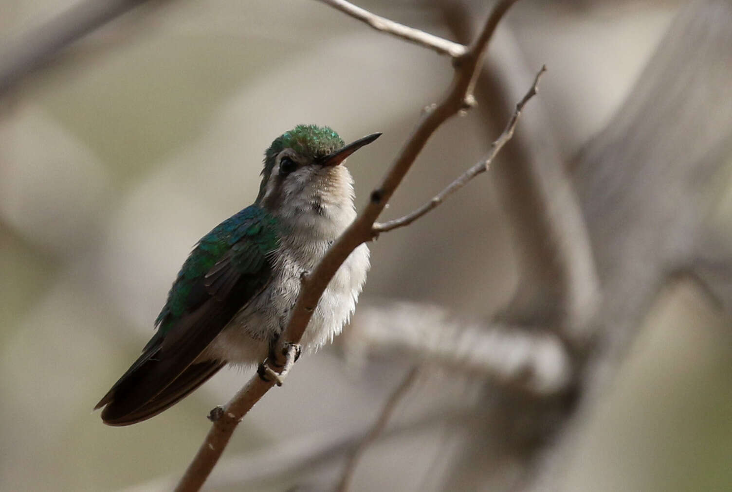 Image of Red-billed Emerald