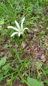 Image of Zephyranthes atamasco (L.) Herb.