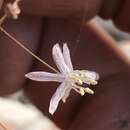 Image of Drimia cochlearis Mart.-Azorín, M. B. Crespo & A. P. Dold