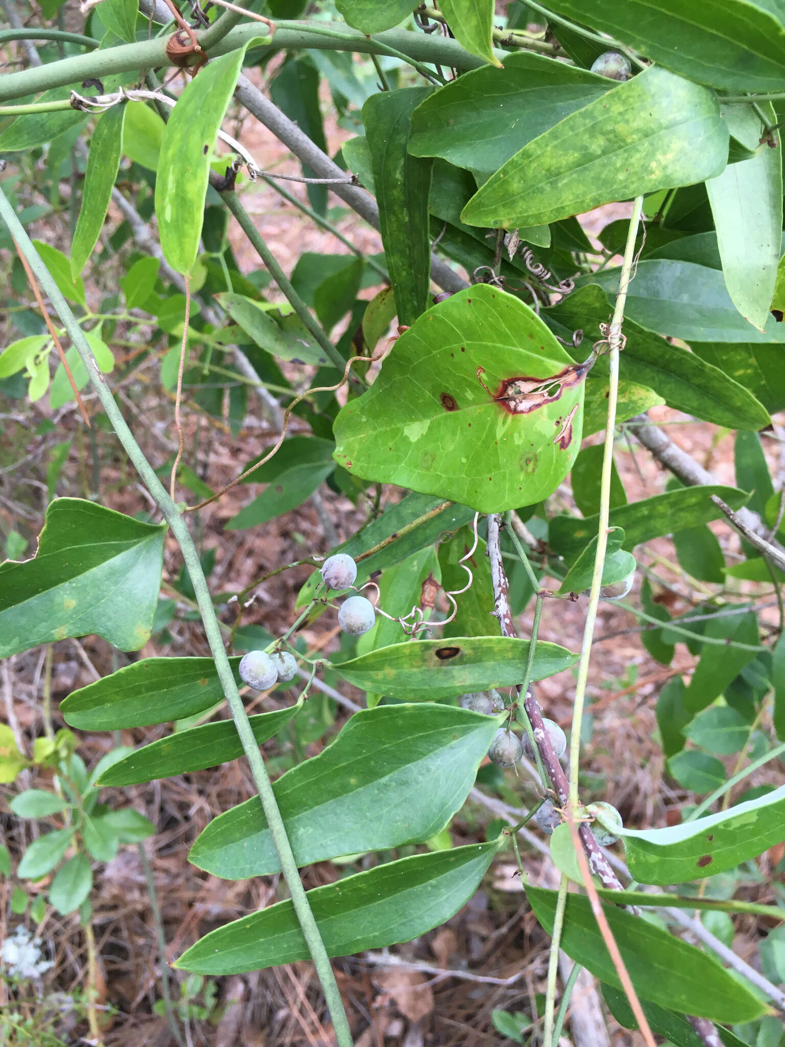 Image of earleaf greenbrier