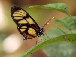 Image of Callithomia lenea Cramer 1782