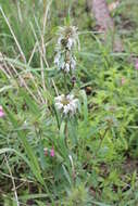 Image de Monarda citriodora var. austromontana (Epling) B. L. Turner