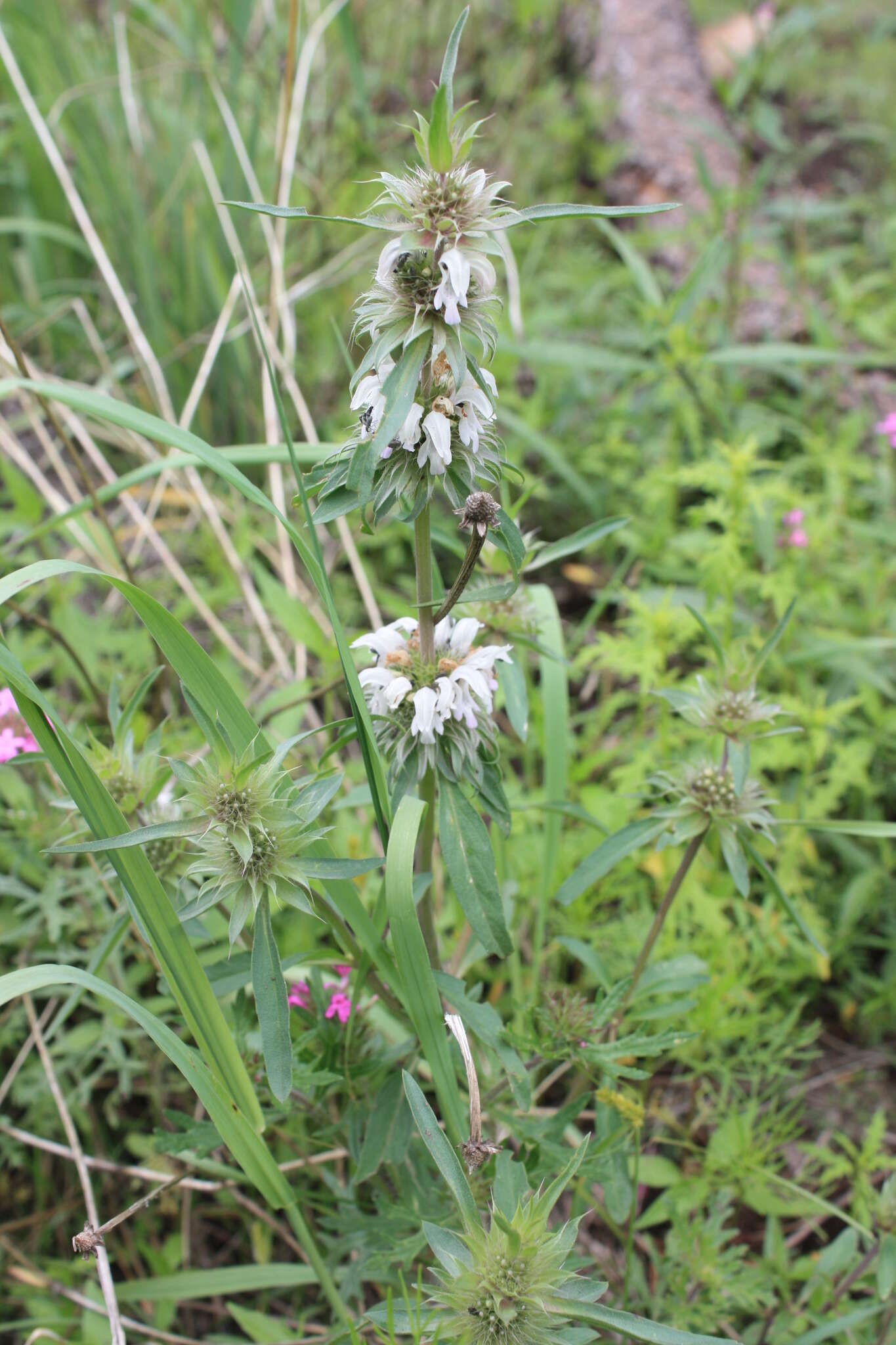 Image de Monarda citriodora var. austromontana (Epling) B. L. Turner