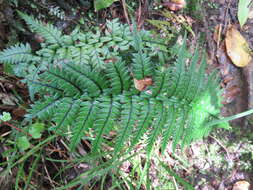 Image de Polystichum wawranum (Szyszyl.) Perrie