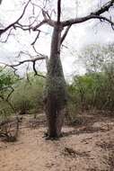 Image of Ceiba glaziovii (Kuntze) K. Schum.