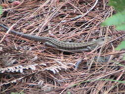 Image of Alligator lizards