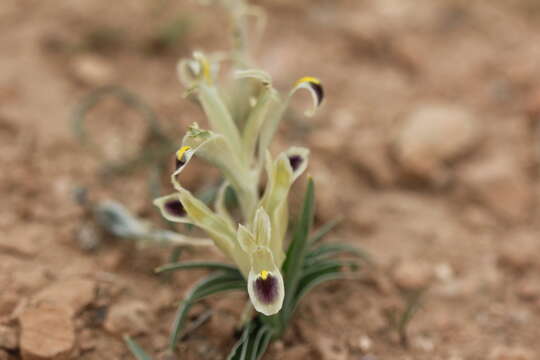 Plancia ëd Iris persica L.