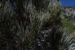 Image de Retanilla ephedra (Vent.) Brongniart