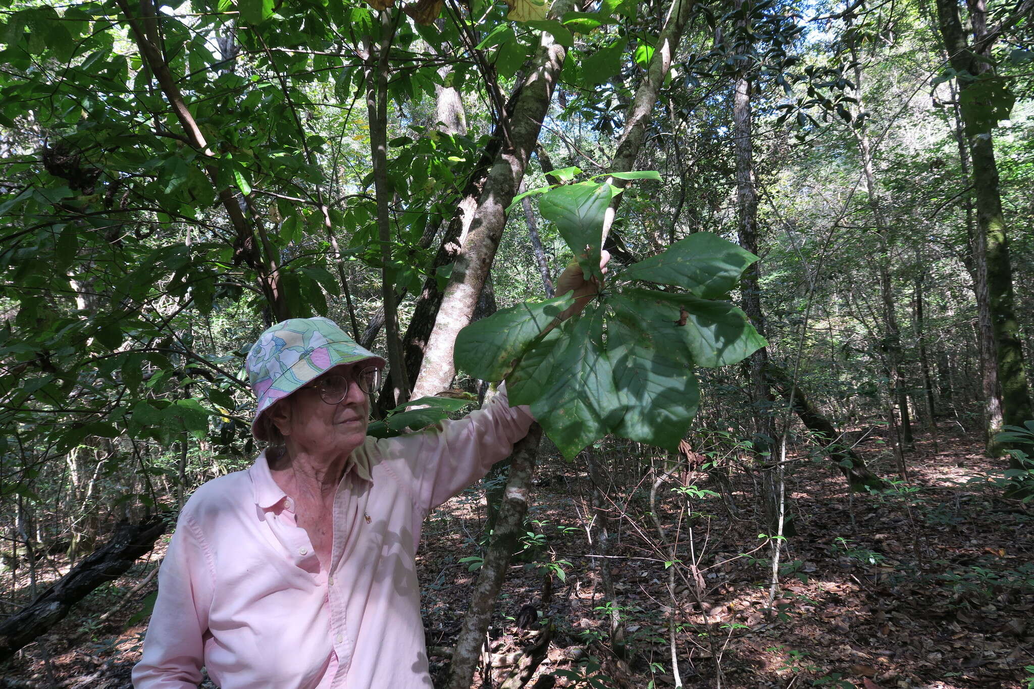 Image of pyramid magnolia