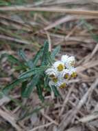 Image of Mount Yushan Pearly Everlasting