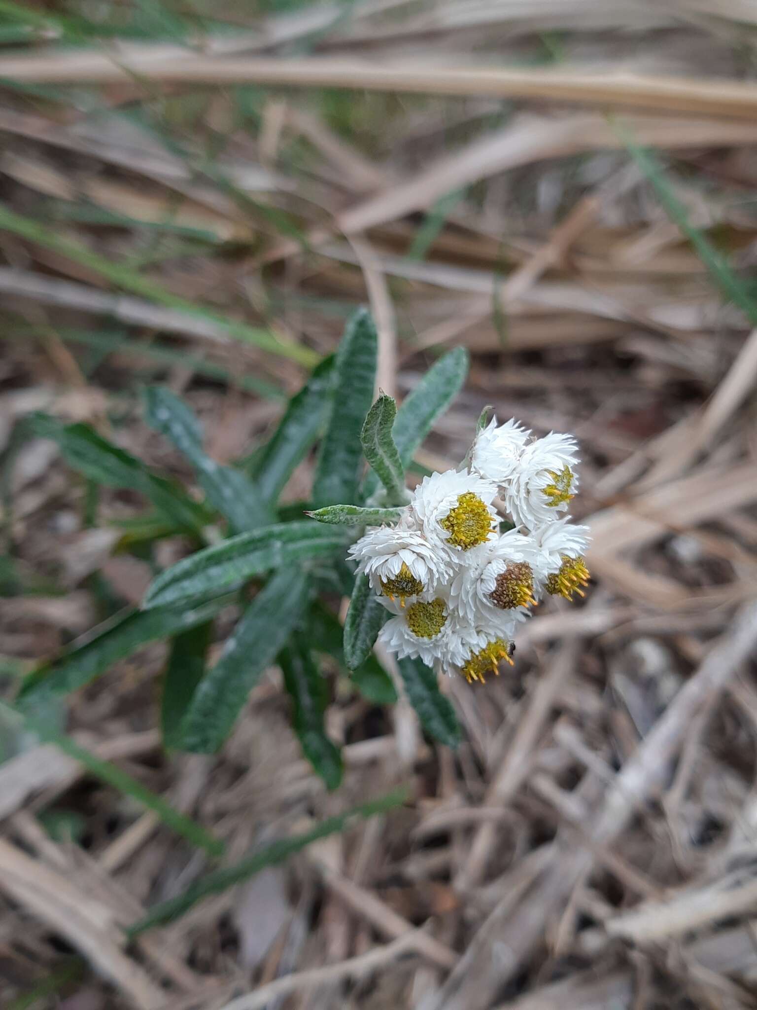 Plancia ëd Anaphalis morrisonicola Hayata