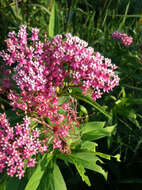 Image of swamp milkweed