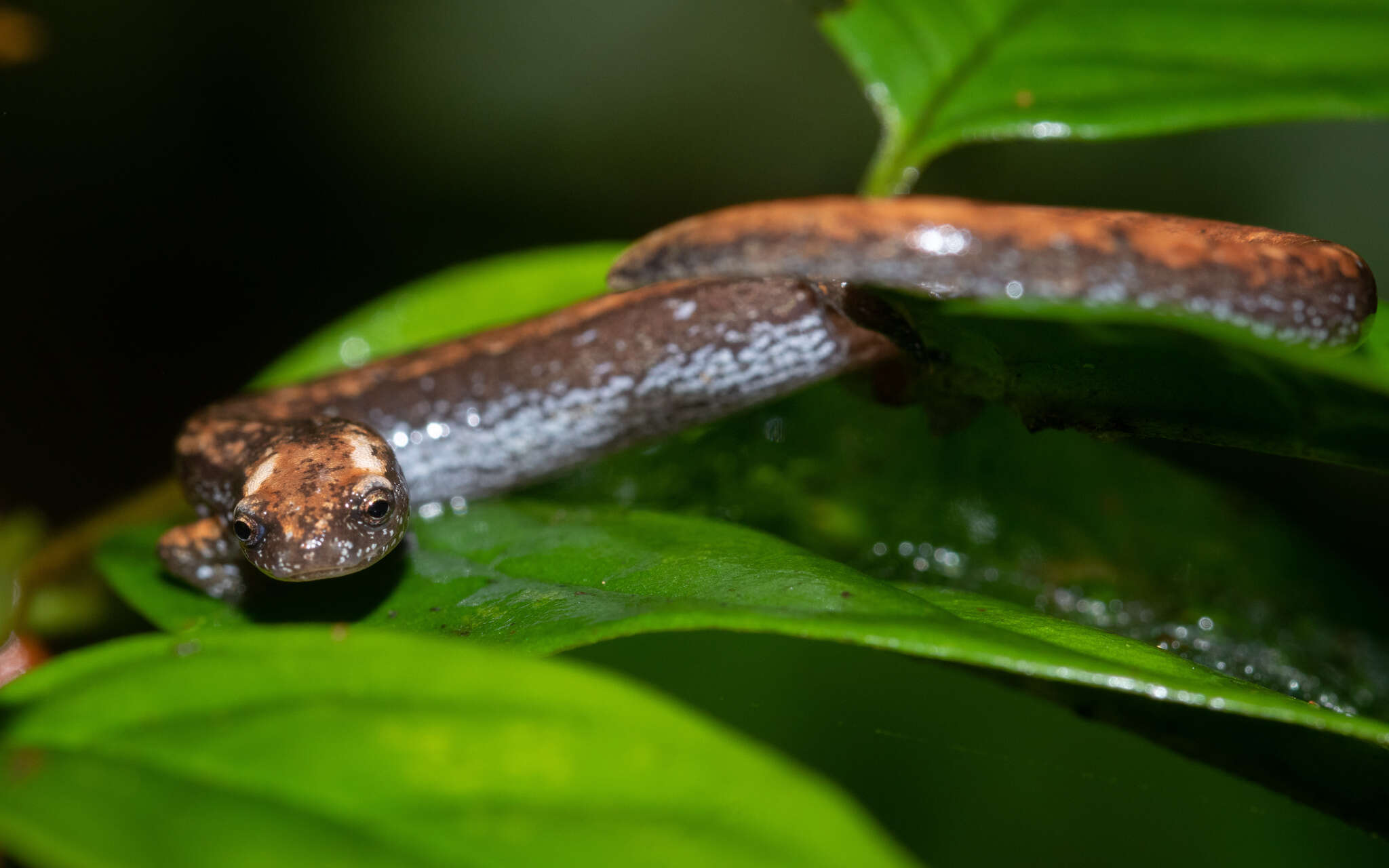 Image of Savage’s Worm Salamander