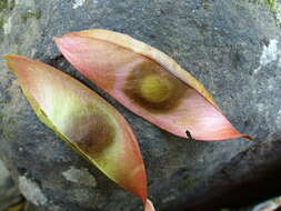 Image of Caesalpinia cucullata Roxb.