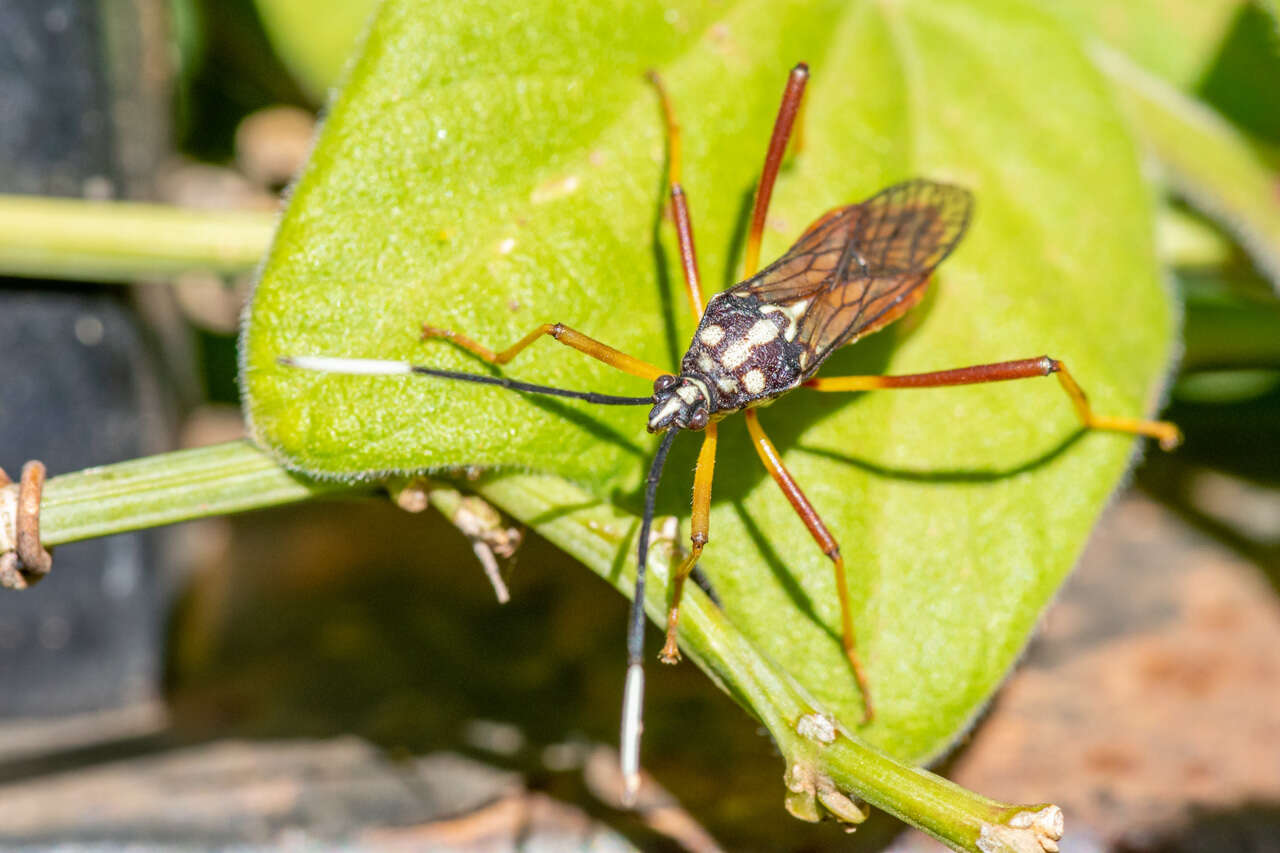 صورة Holhymenia histrio (Fabricius 1803)