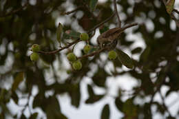 Image of Thrush-like Wren