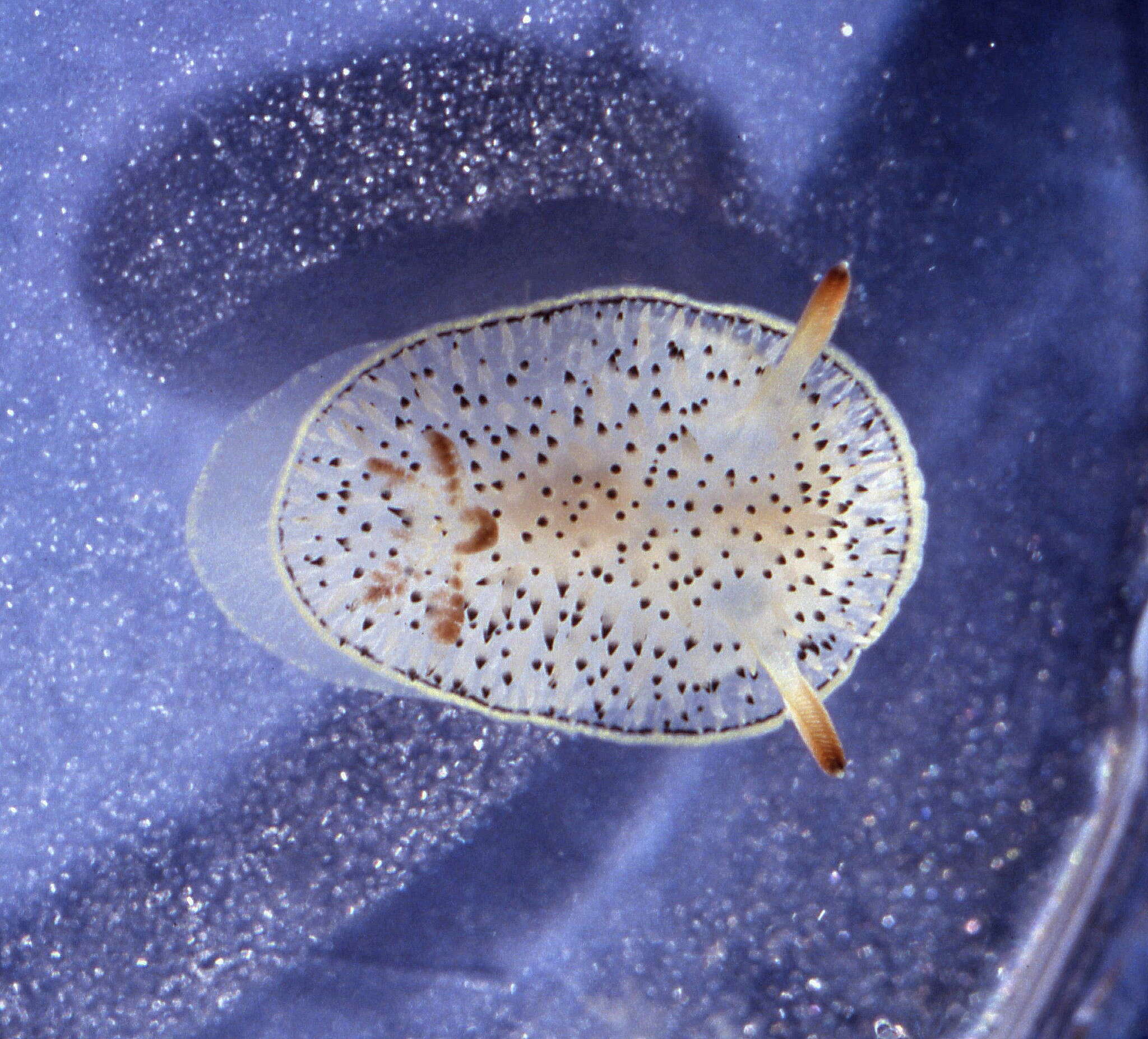 Image of Black and White Dorid