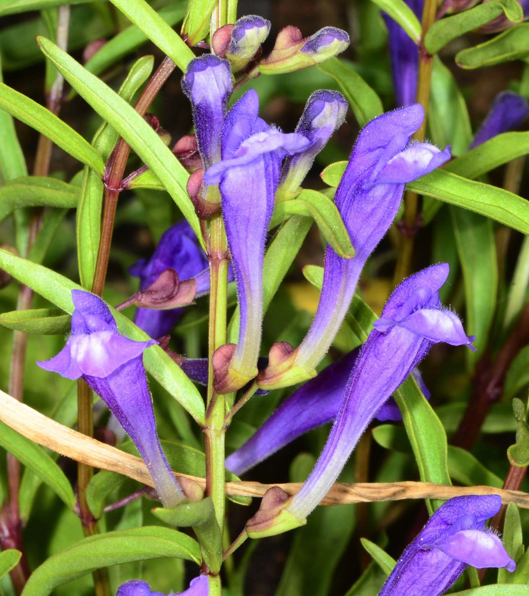 Image of Gray-Leaf Skullcap