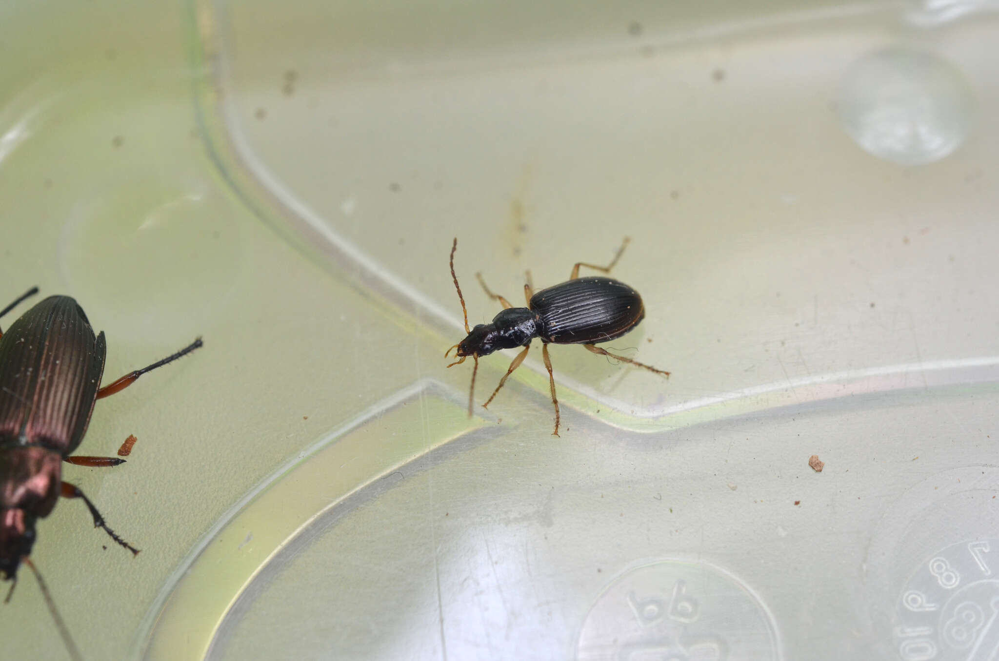 Image of Ground beetle