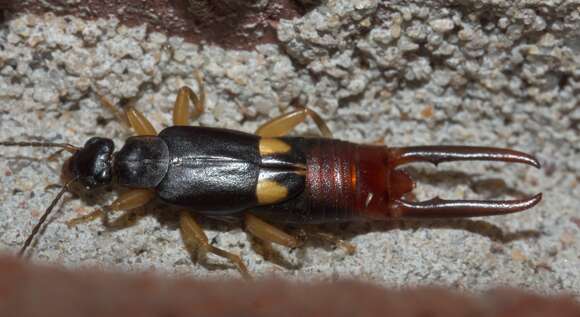 Image of Vostox brunneipennis (Audinet-Serville 1838)