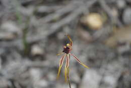 Image of Stumpy spider orchid