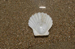 صورة Leptopecten Verrill 1897